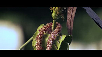 Les HERBETTES de François MAURISSE le Couturier Végétale